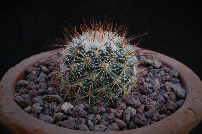 Mammillaria hubertmulleri TL 1053