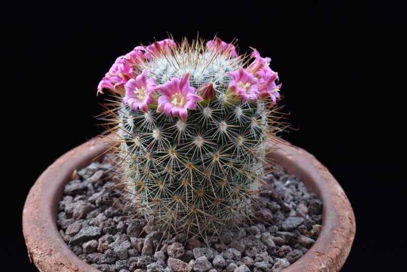 Mammillaria hubertmulleri TL 1053