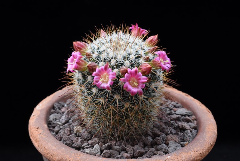 Mammillaria hubertmulleri TL 1053