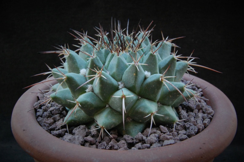 Mammillaria compressa ssp. centralifera WTH 830