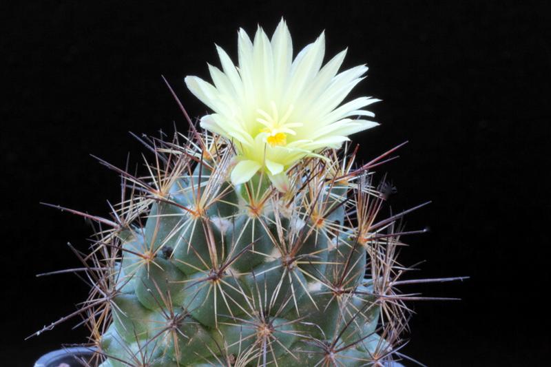 Coryphantha delaetiana SB 711