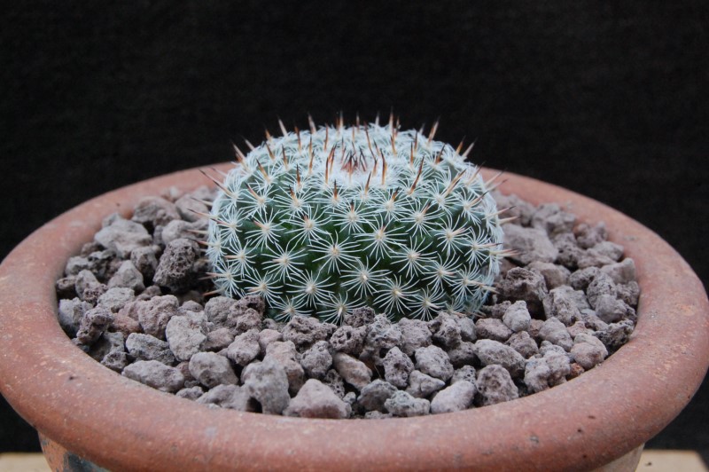 Mammillaria infernillensis TL 556