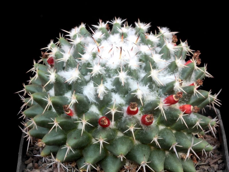 mammillaria priessnitzii