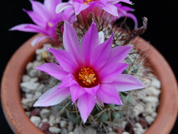 Mammillaria schumannii 