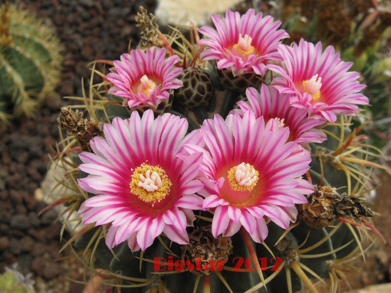 Ferocactus macrodiscus 