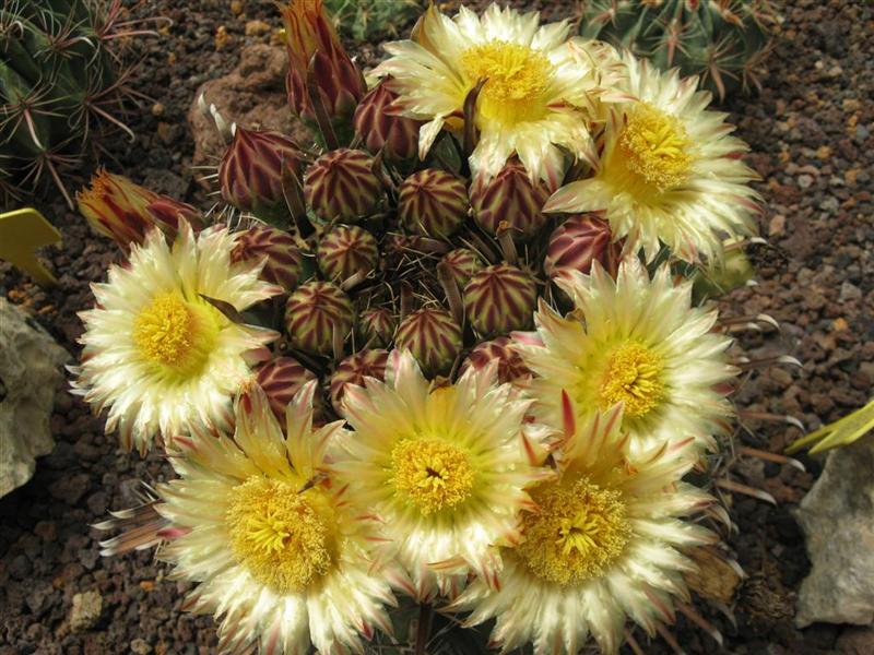 Ferocactus herrerae 