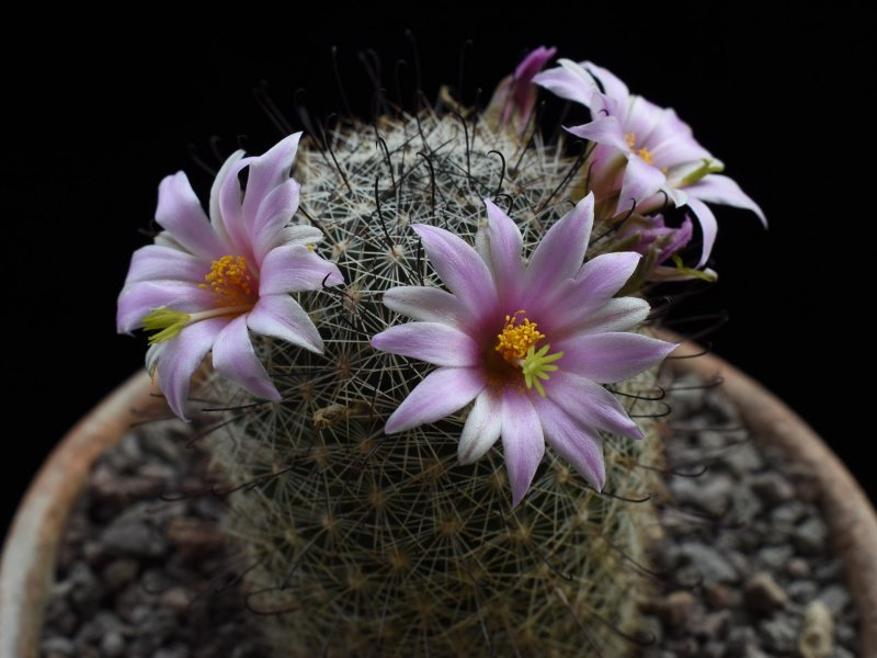 Mammillaria grahamii JM 183