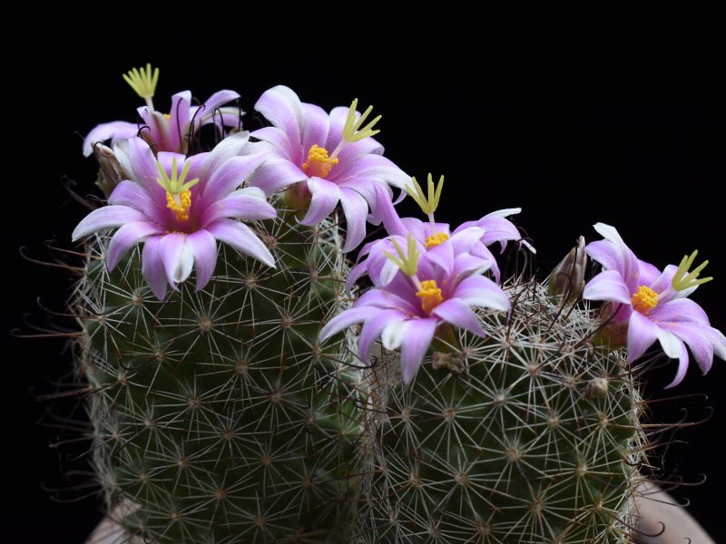 Mammillaria grahamii JM 183