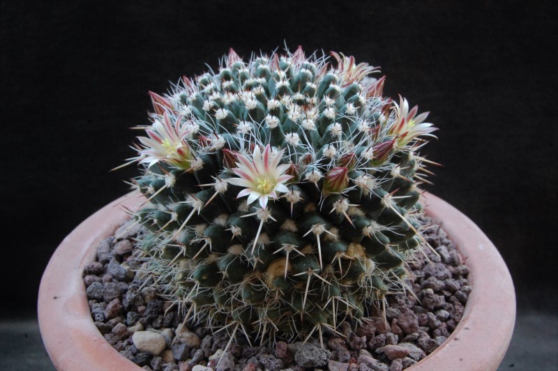 Mammillaria karwinskiana ssp. nejapensis 