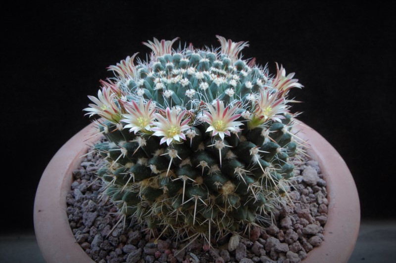 Mammillaria karwinskiana ssp. nejapensis 