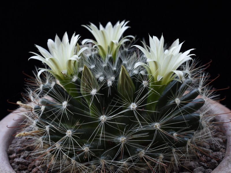 mammillaria heidiae