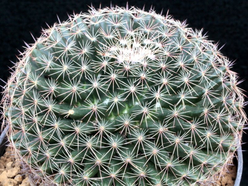 mammillaria heyderi ssp. hemisphaerica