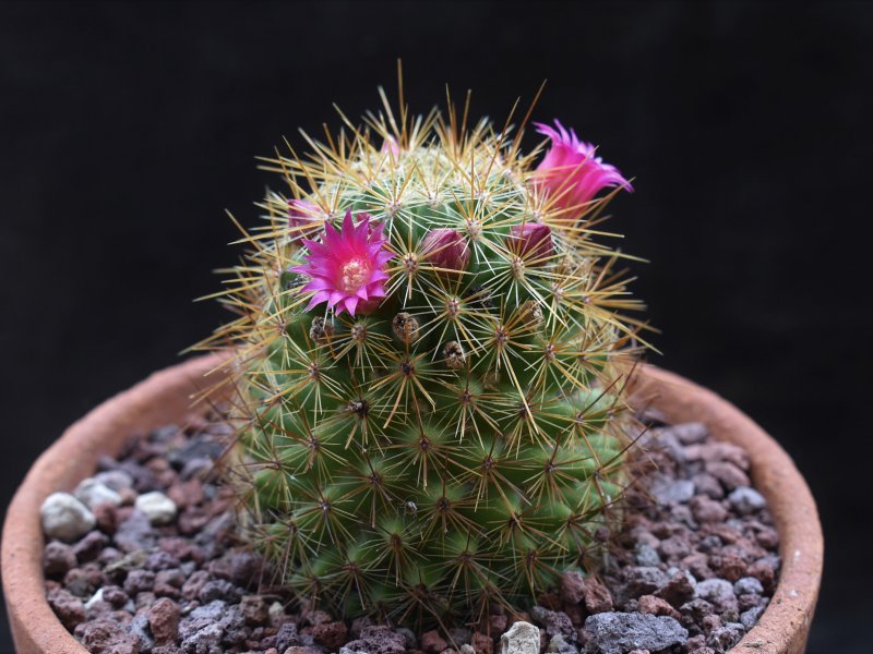 Mammillaria rekoi ssp. aureispina REP 939