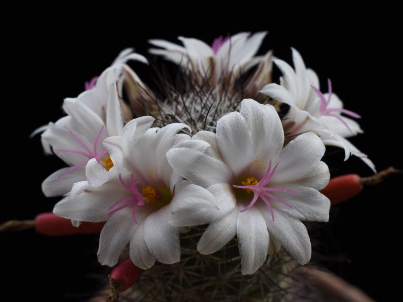 Mammillaria fraileana LAU 20