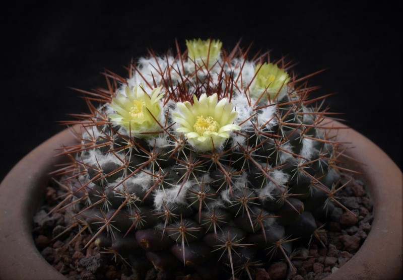 Mammillaria maycobensis ROG 738