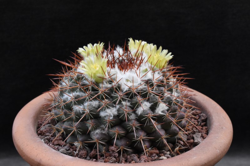 Mammillaria maycobensis ROG 738