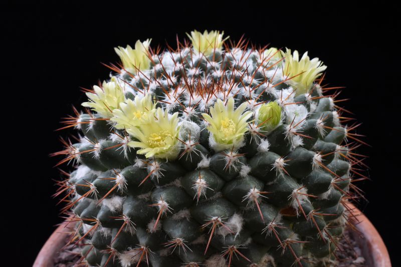mammillaria sinforosensis ssp. cobrensis