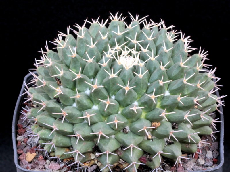mammillaria vagaspina
