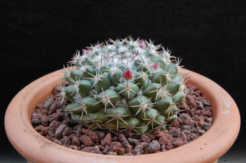 Mammillaria chaletii PN 638