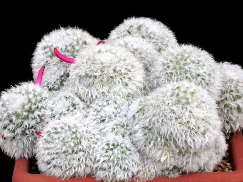 Mammillaria bocasana multilanata 