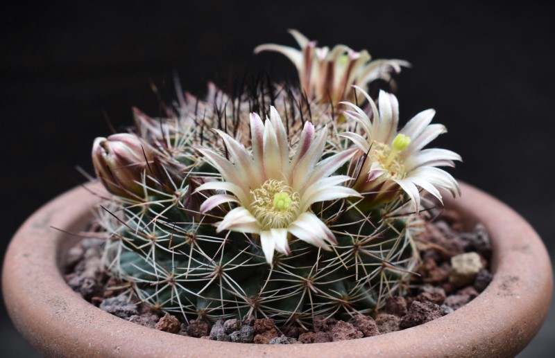 Mammillaria brandegeei ssp. gabbii 