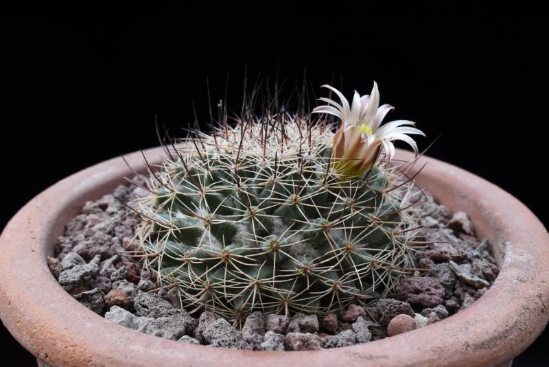 Mammillaria brandegeei ssp. gabbii 