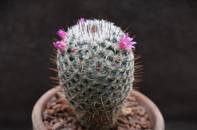 Mammillaria haageana 