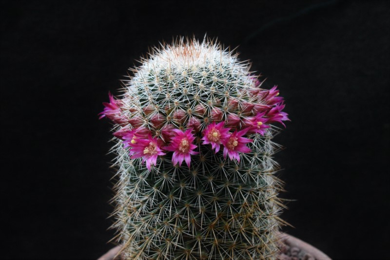 Mammillaria meyranii ML 646