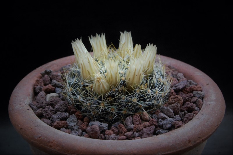 Mammillaria picta ssp. viereckii 