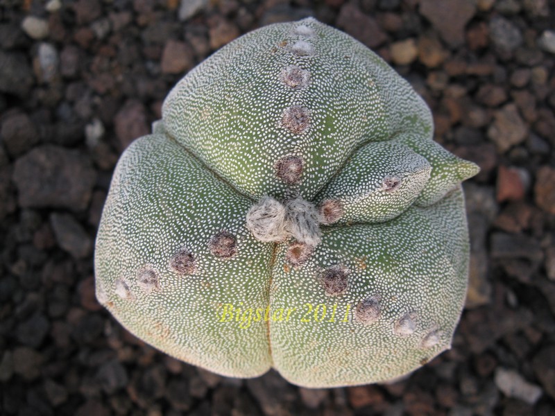 Astrophytum myriostigma f. tricostatum 