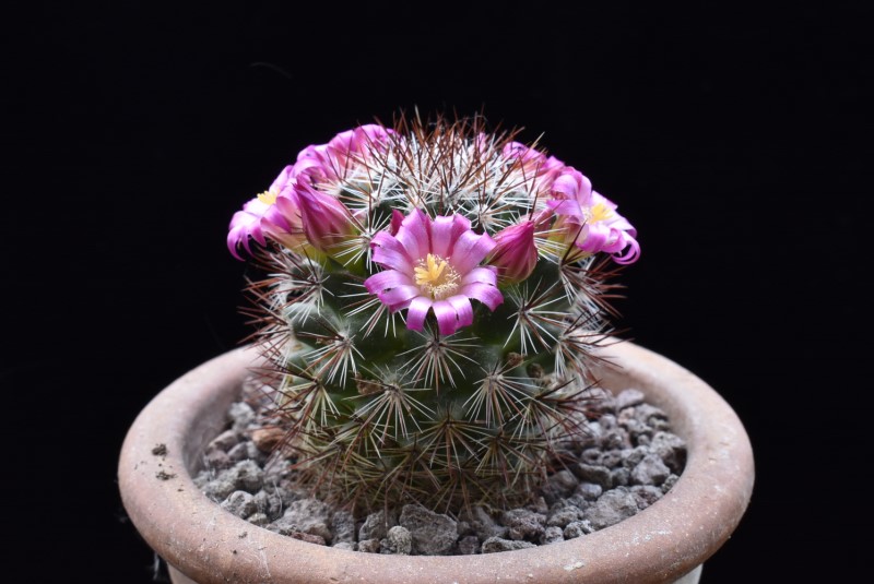 Mammillaria centraliplumosa REP 769