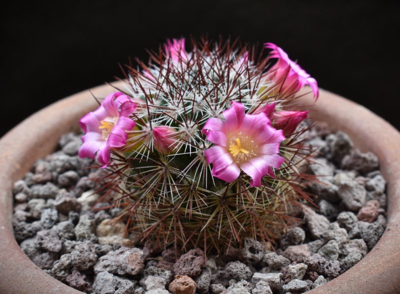 Mammillaria centraliplumosa REP 769