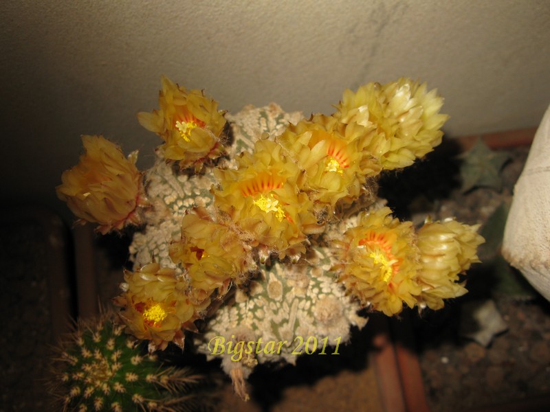 Astrophytum asterias cv. super kabuto 