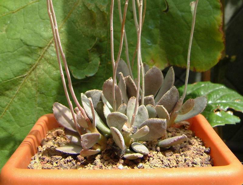 Adromischus trigynus 