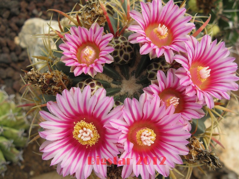 Ferocactus macrodiscus 