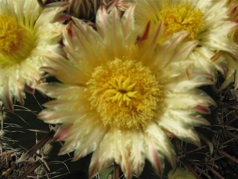 Ferocactus herrerae 