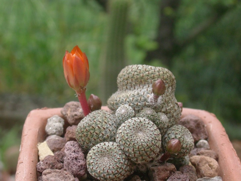 Rebutia heliosa 