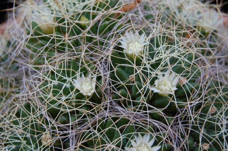 Mammillaria decipiens ssp. camptotricha 