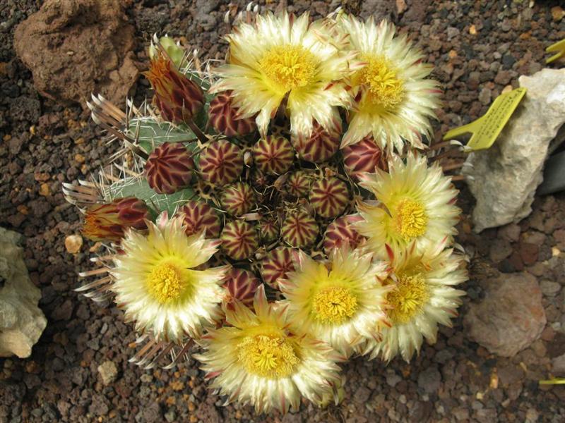 Ferocactus herrerae 