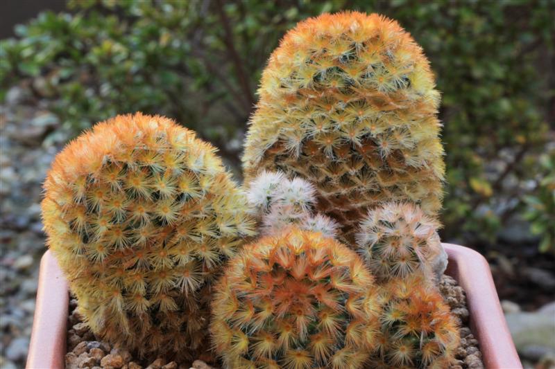 Mammillaria carmenae cv. rubra 