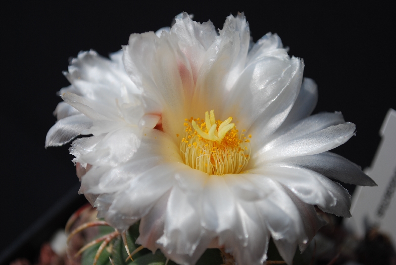 Thelocactus hexaedrophorus v. lloydii maior 