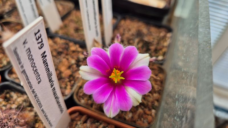 Mammillaria boolii 