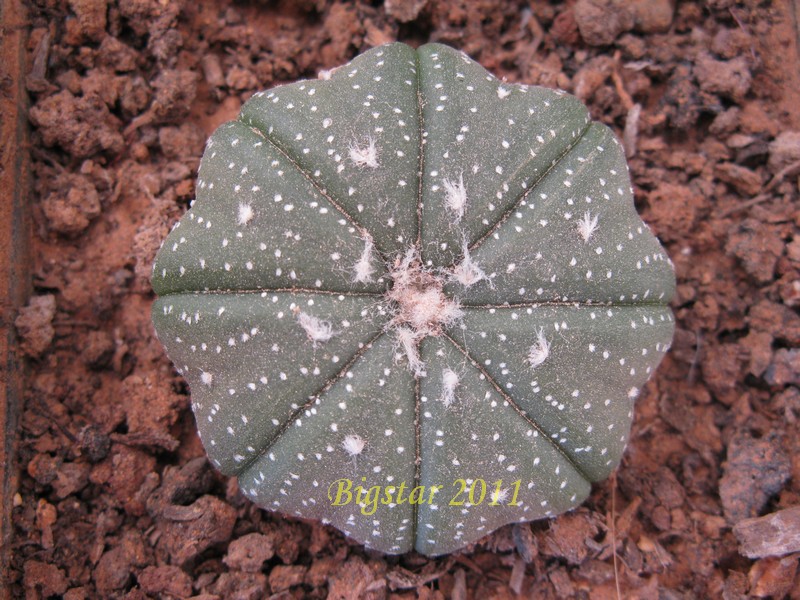 Astrophytum asterias cv. star shape 