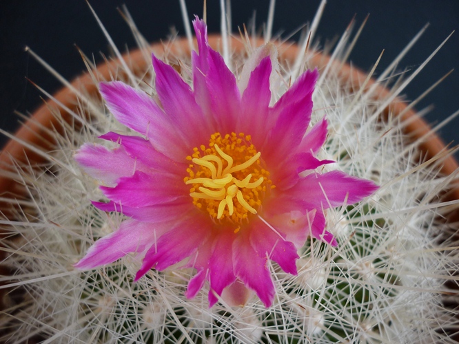 Thelocactus macdowellii 