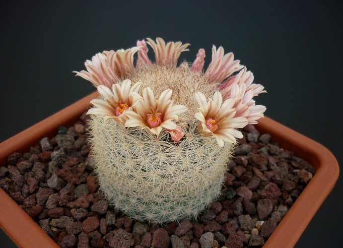 Mammillaria candida 