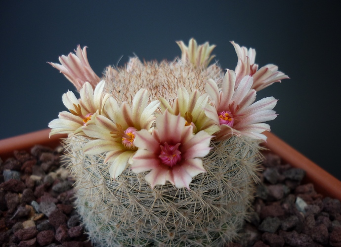 Mammillaria candida 