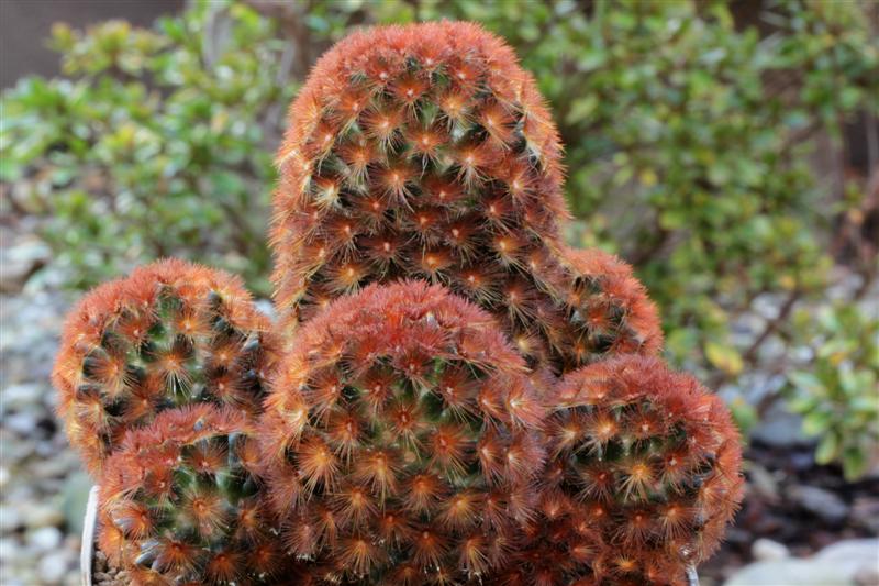 Mammillaria carmenae cv. rubra 