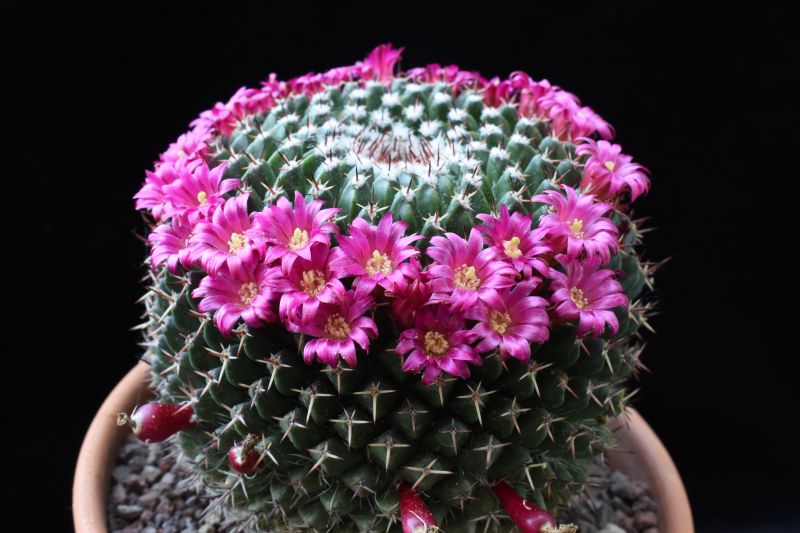 mammillaria mystax