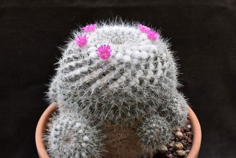 mammillaria hahniana