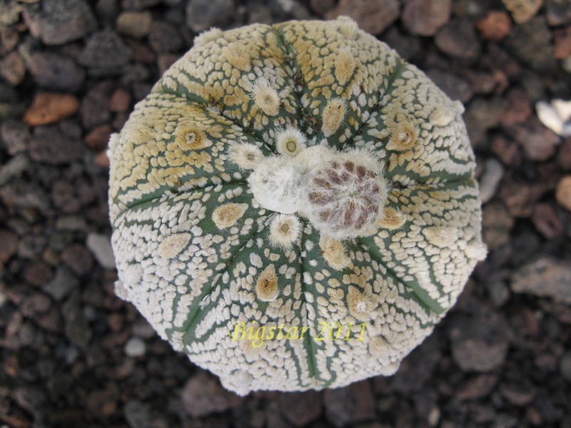 Astrophytum asterias cv. super kabuto 